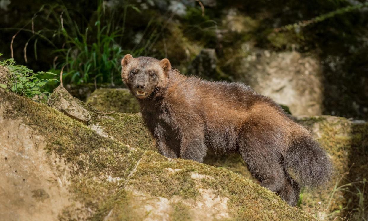 <span>The Colorado proposal is part of a wolverine comeback after the species was largely trapped and poisoned out of the continental US a century ago.</span><span>Photograph: Etienne BRUNELLE/Alamy</span>