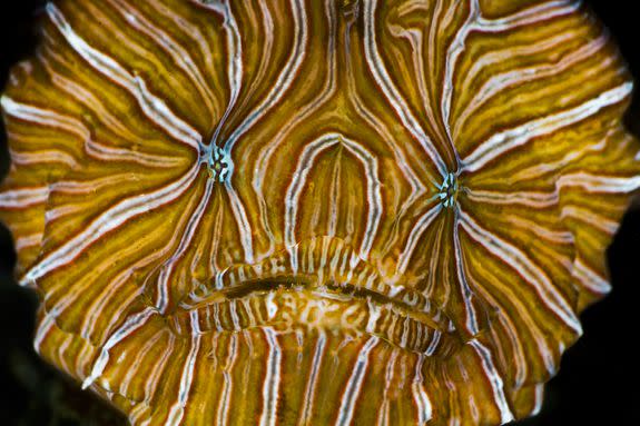 A psychedelic frogfish in Ambon, Indonesia.