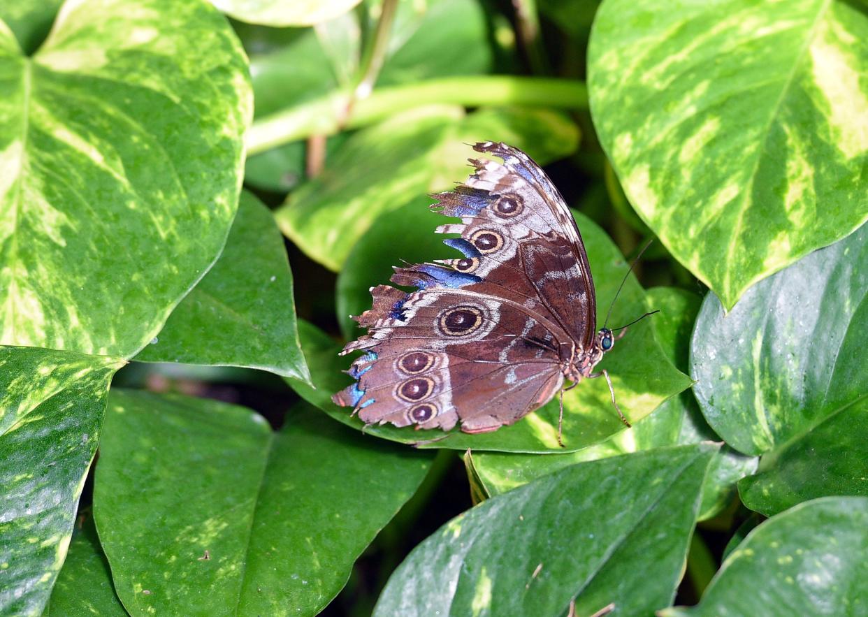 A blue morpho butterfly lands on a leaf on Thursday, September 3, at the Butterfly House and Aquarium in Sioux Falls.