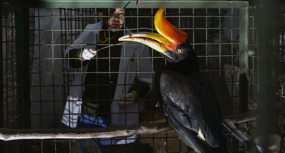 A hornbill bird in a cage in Indonesia that was rescued. 