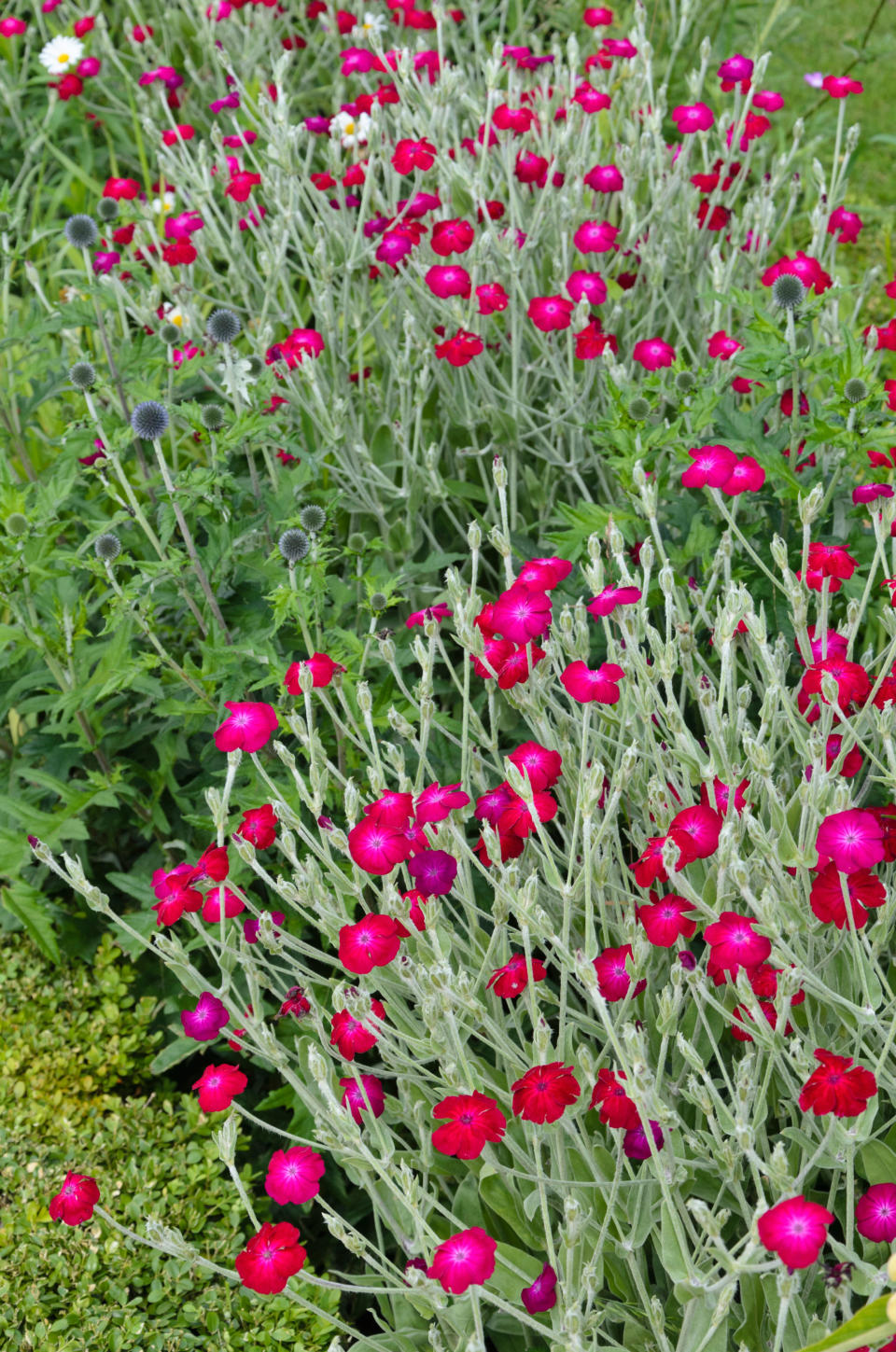 LYCHNIS CORONARIA