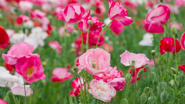 Silk Poppies- 2 Flowers, 1 bud