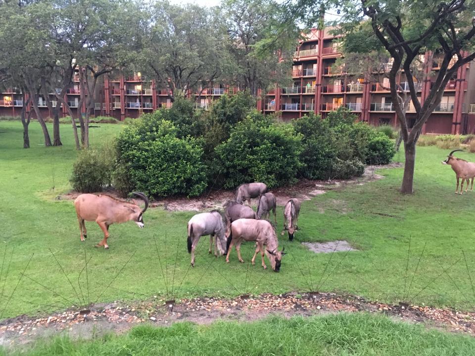 animals grazing behind disney animal kingdom lodge