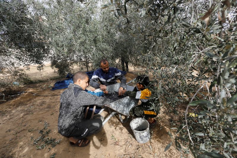 Palestinians collect olives during a temporary truce with Israel, in Khan Younis in the southern Gaza Strip