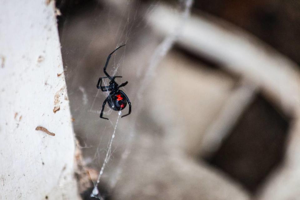 Black widows do not seek out humans to bite, but those who are bitten may experience symptoms including cramping and muscle tightness.