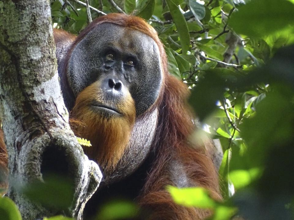 This photo provided by the Suaq foundation shows Rakus, a wild male Sumatran orangutan in Gunung Leuser National Park, Indonesia, on Aug. 25, 2022, after his facial wound was barely visible. Two months earlier, researchers observed him apply chewed leaves from a plant, used throughout Southeast Asia to treat pain and inflammation and to kill bacteria, to the wound. (Safruddin/Suaq foundation via AP)