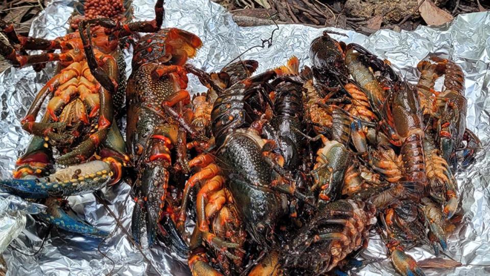 Hundreds of dead Giant Spiny Crayfish were discovered by a tour guide in the area of Hazelbrook Creek, west of Penrith, on Wednesday.  Picture: Blue Mountains Council