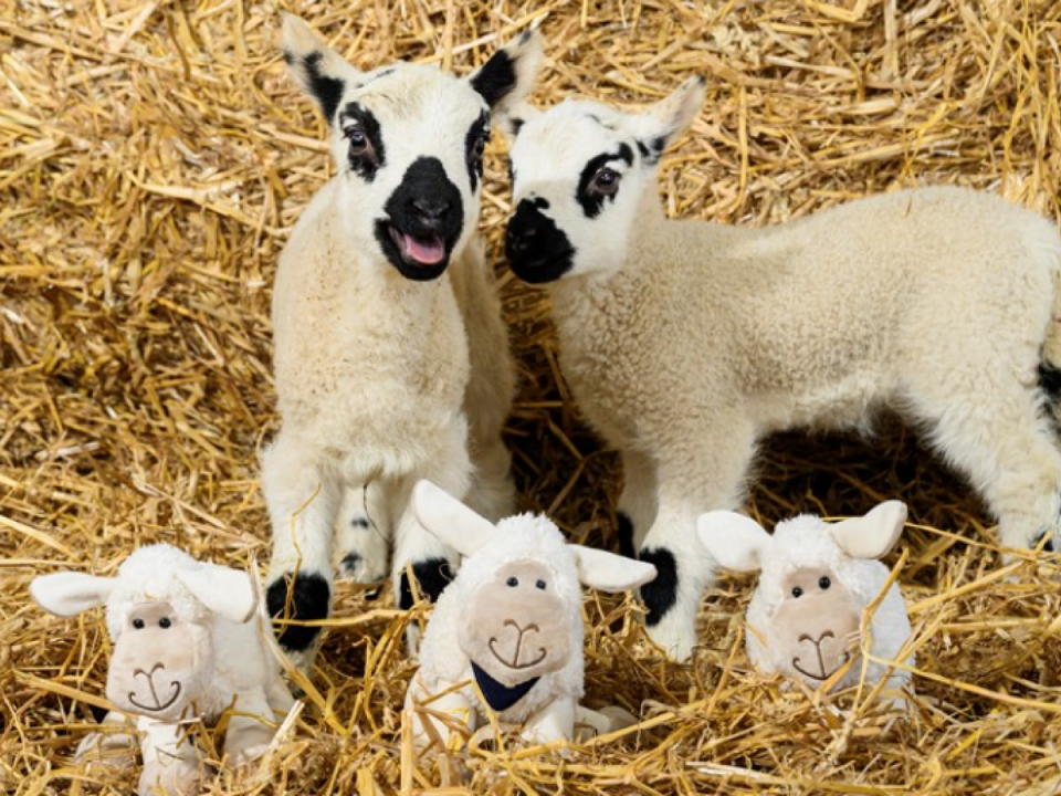 Find the cuddly lambs to win a prize (Royal Highland Show)