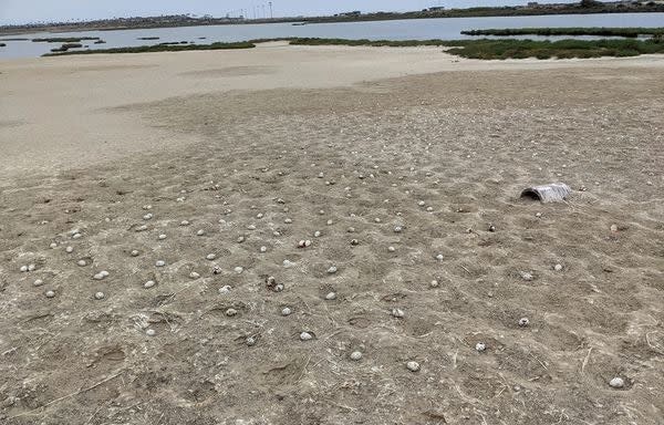Generation of California sea birds wiped out by drone  (California Department of Fish and Wildlife)
