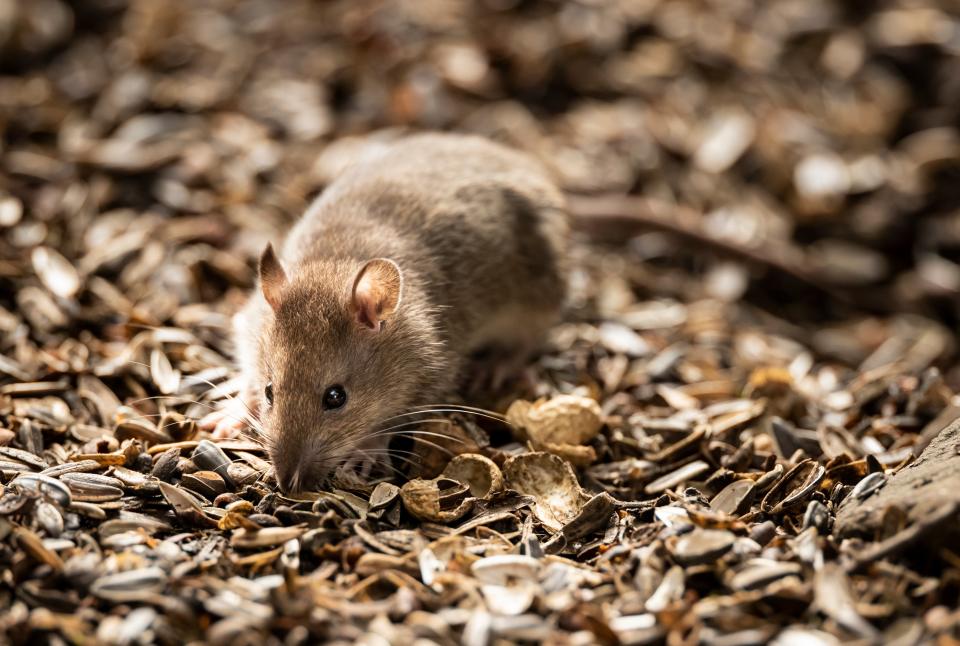 Male rats choose carefully who they spend time with, a study found (PA) (PA Archive)