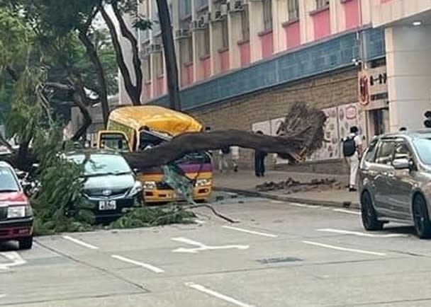 大樹塌下擊中路上多輛車。
