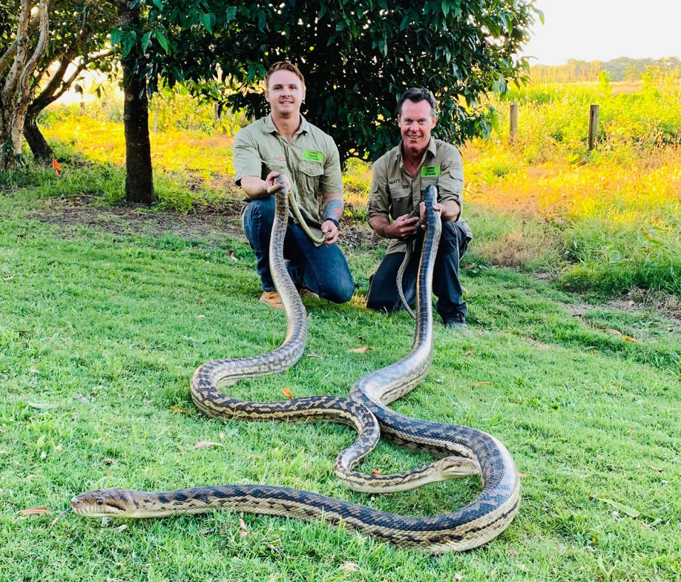 Pictured is Jason Legg and Matt Hagan, from Cairns Snake Catcher, who removed a breeding pair of 20kg scrub pythons which crashed trough a Cairns ceiling. 