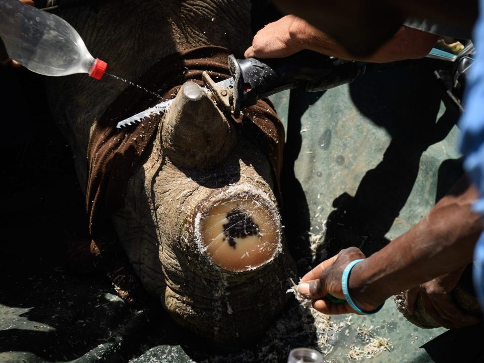 Water is sprayed onto an area of the rhino as its horn is trimmed on John Hume’s ranch in 2017.