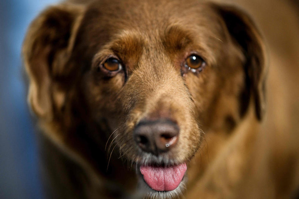 Bobi (Patricia De Melo Moreira  / AFP via Getty Images)