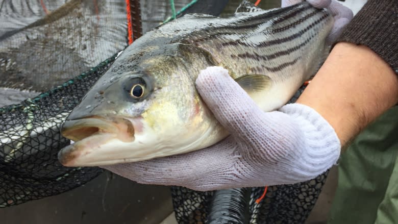 Nova Scotia striped bass comeback prompts more study