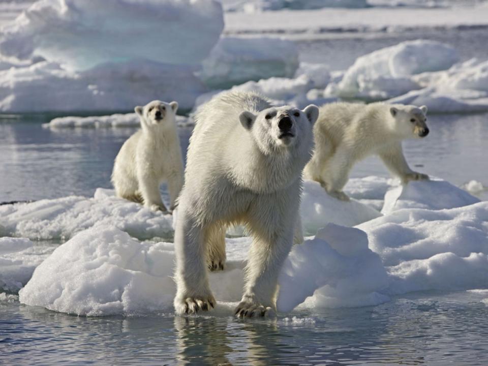 ‘Frozen Planet’ is back on our screens after 11 years (BBC)