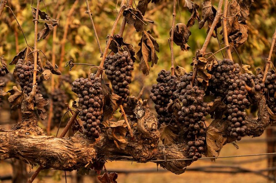 Scorched grapes remain on the vines at Chateau Boswell that was destroyed in the Glass Fire near St. Helena in Napa County in 2020.