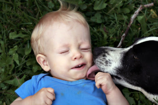 How gross is it...when the dog licks my baby's face?