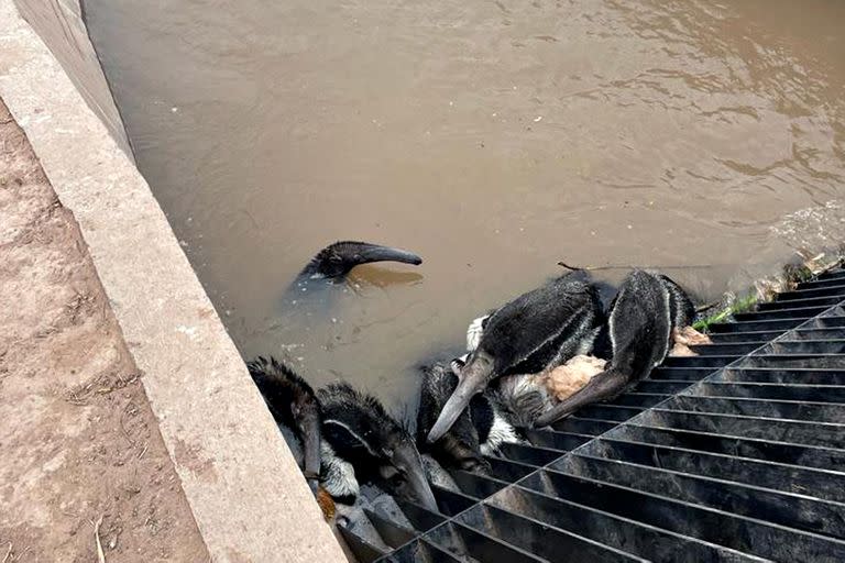 Las imágenes de osos hormigueros agonizando en la compuerta del canal se viralizaron