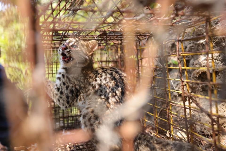 An ocelot is trapped in a trap.