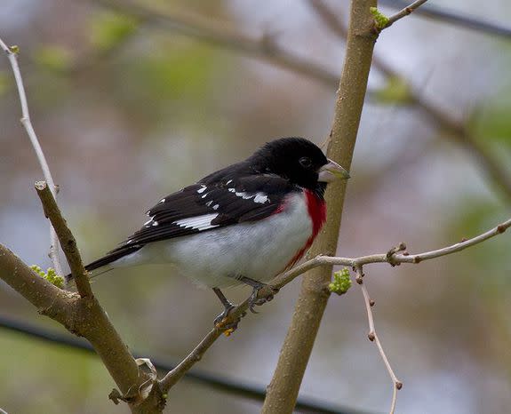 Rose-breasted grosbeak