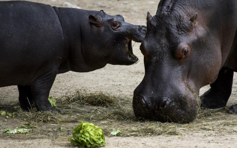 Hippos use vocal recognition to tell the difference between the honking sounds of their friends, neighbours and strangers