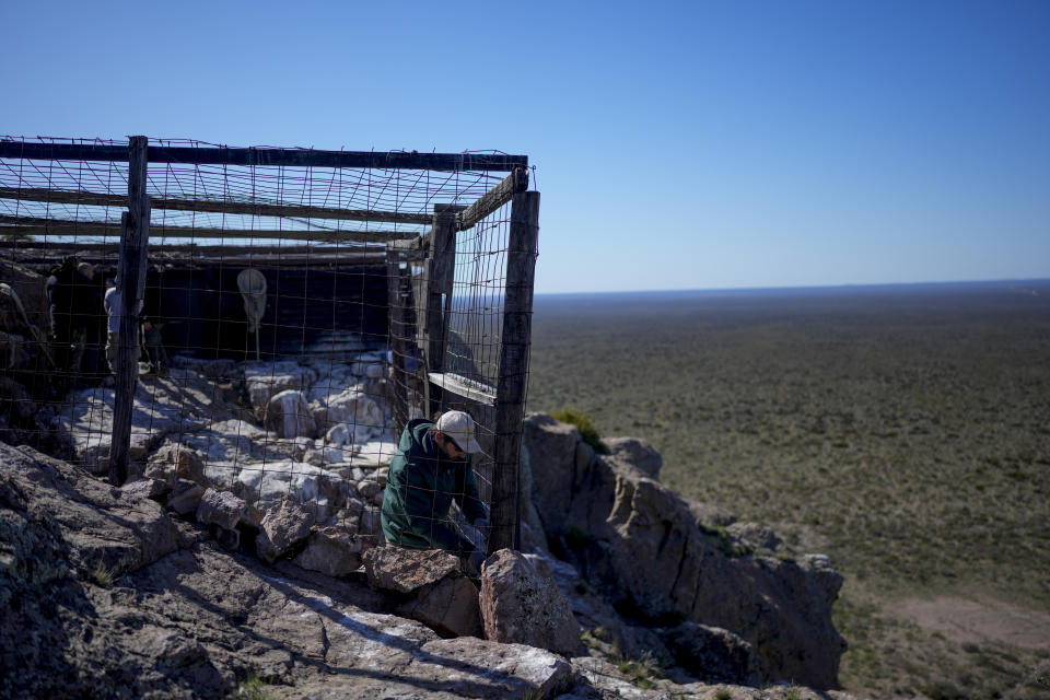 Un miembro del Programa de Conservación del Cóndor Andino fotografiado en la jaula donde permanecieron dos cóndores nacidos en cautiverio y que fueron liberados el 14 de octubre del 2022 en Sierra Paileman (Argentina). (AP Photo/Natacha Pisarenko)