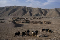 Goats stand in front of Jar-e Sawz, a tiny village north of Herat, Afghanistan, on. Saturday, Nov. 27, 2021. Afghanistan’s drought, its worst in decades, is now entering its second year, exacerbated by climate change. (AP Photo/Petros Giannakouris)