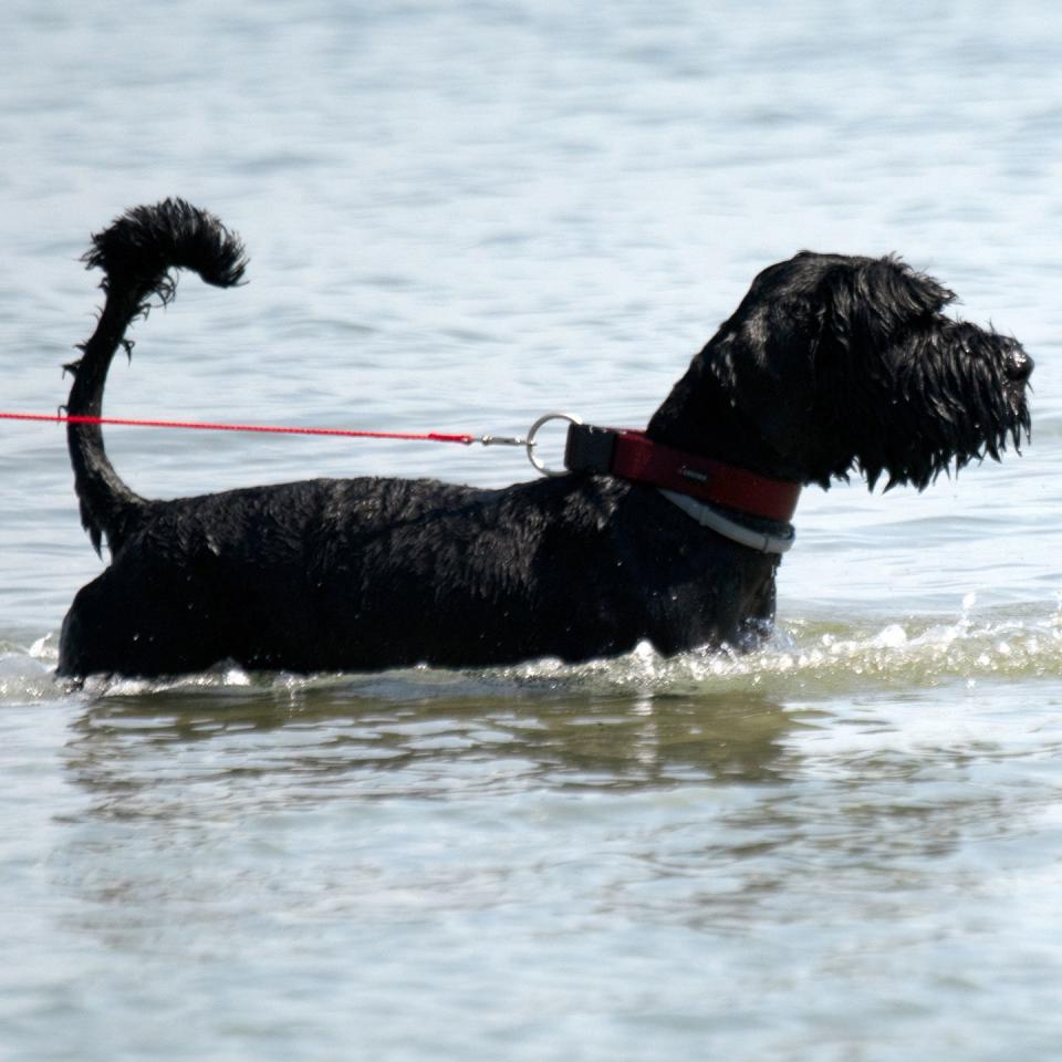 Giant Schnauzer