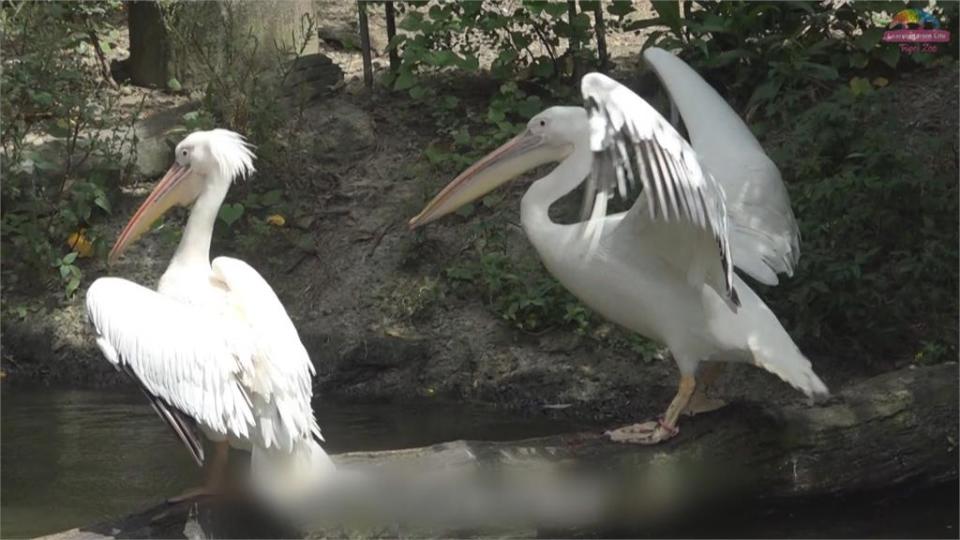 動物園這些鳥類名稱超難念！　家長遇孩問妙答「就是大鳥」