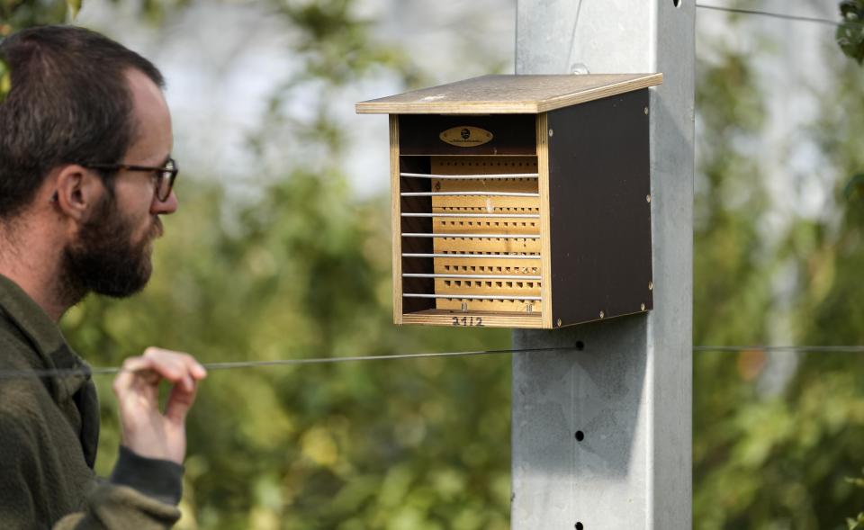 Farmer Christian Nachtwey looks at an insect home under solar panels installed over an organic orchard in Gelsdorf, western Germany, Tuesday, Aug. 30, 2022. Solar installations on arable land are becoming increasingly popular in Europe and North America, as farmers seek to make the most of their land and establish a second source of revenue. (AP Photo/Martin Meissner)