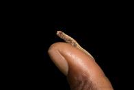 <p>This is not Photoshopped! These are the world's tiniest chameleon's and they were only discovered in 2012. According to Live Science, the <a href="https://www.livescience.com/18481-world-tiniest-chameleon-discovered.html" rel="nofollow noopener" target="_blank" data-ylk="slk:juvenile's can fit on the head of a matchstick;elm:context_link;itc:0;sec:content-canvas" class="link ">juvenile's can fit on the head of a matchstick</a>. The adults are just over a half inch long.</p>