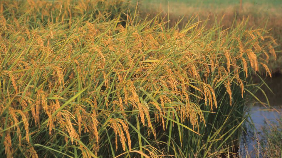 Clemson University scientists are working to make the heirloom Carolina Gold rice more salt-tolerant as salinity levels in water and soils increase due to changing climate conditions. - Campbell Coxe