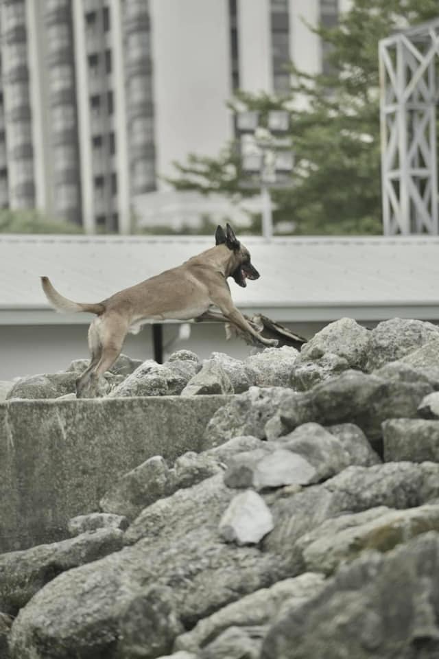 台灣搜救犬土耳其地震
