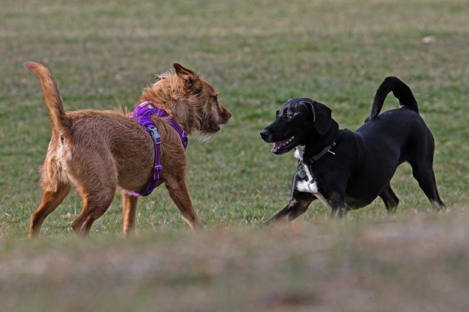 Dogs face off to play at the Rockford Dog Park in Wilmington, Wednesday, March 23, 2023.
