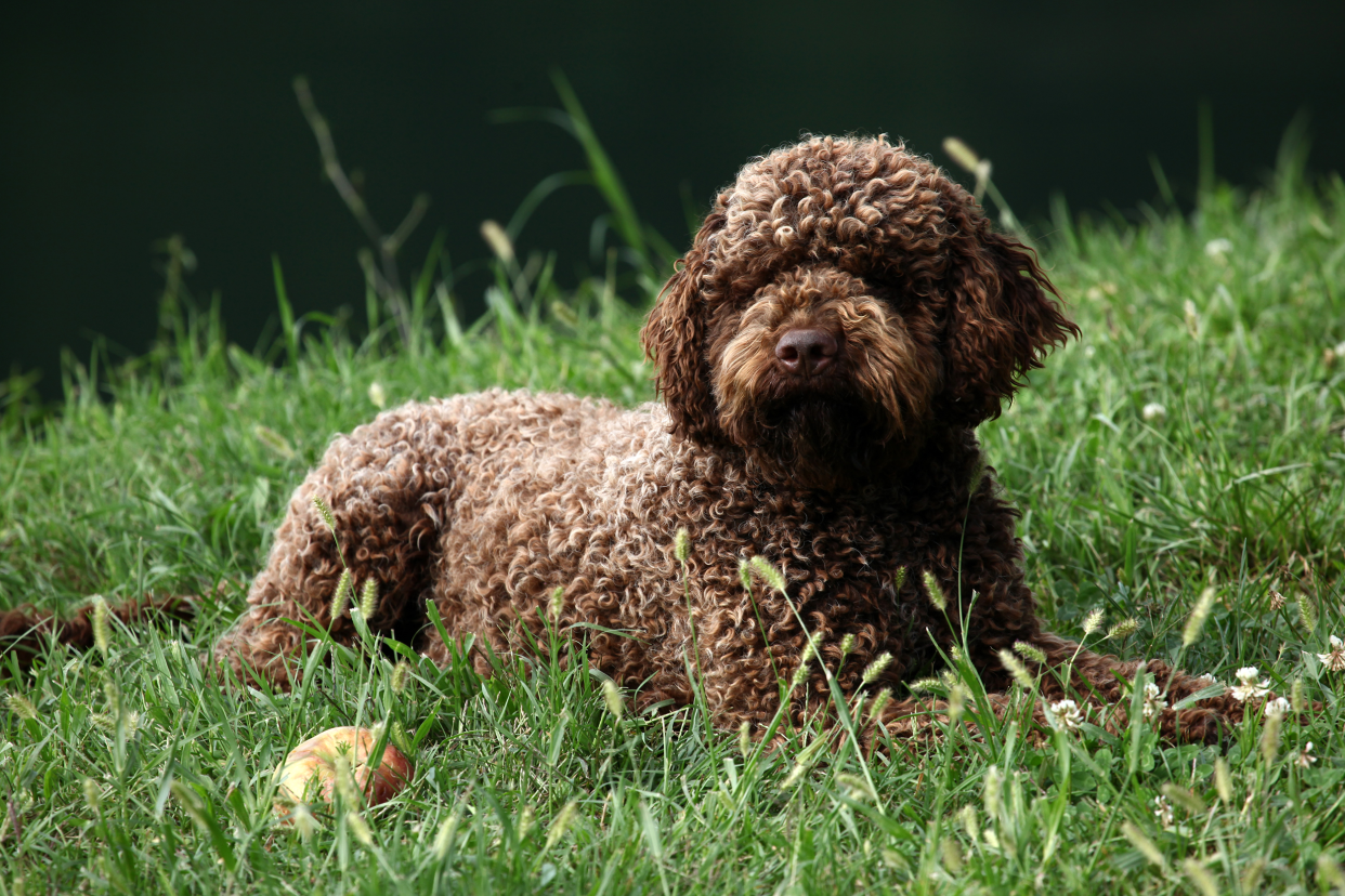 A brown Lagotto Romagnolo dog laying in the grass, with a chewed tennis ball near with a blurred background of grass and dark green