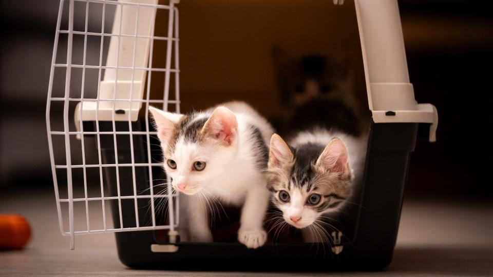 Choose a cat carrier