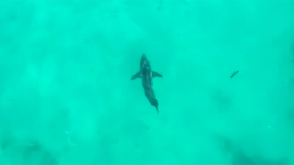 A four-metre Great White Shark was spotted in the area just moments before he was bitten. Source: 7 News