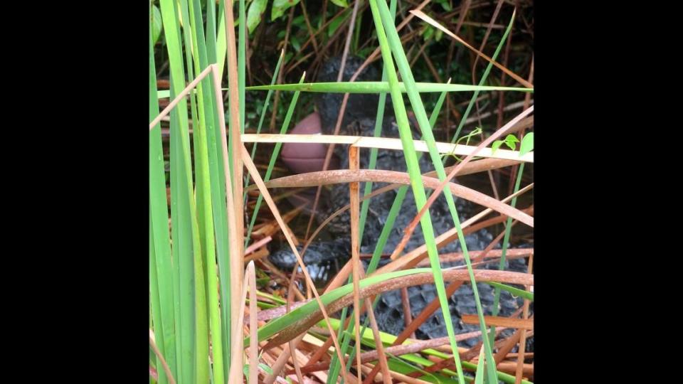 The alligator was photographed with the football in its mouth near the visitor’s center at Everglades National Park.