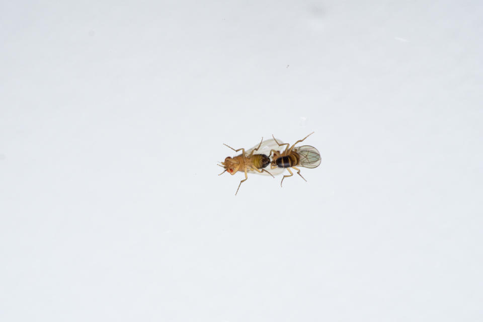 Two male fruit flies trying to copulate with each other after ozone pollution exposure