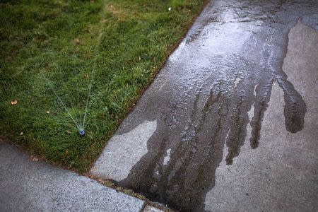 A sprinkler runs and water flows down a driveway on a mandatory "no watering" day in Sacramento, California, in this August 15, 2014 file photo. REUTERS/Max Whittaker/Files