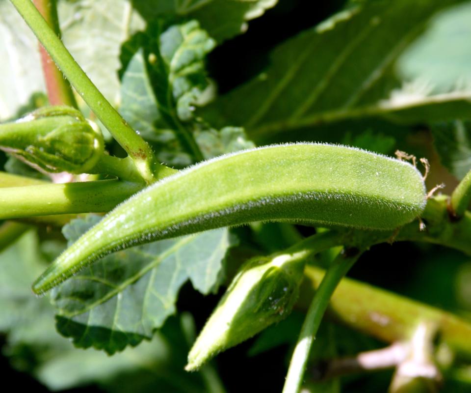 Growing okra