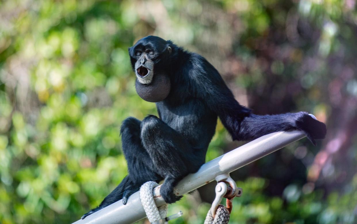 Howler monkeys