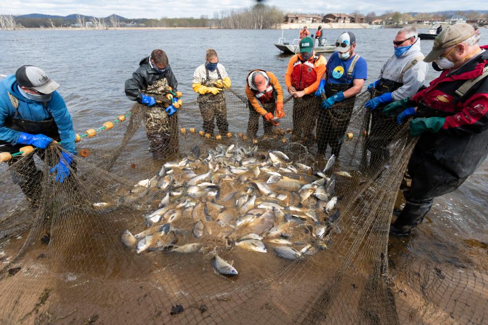 Workers from the Wisconsin DNR, Minnesota DNR, U.S. Fish and Wildlife Service and the U.S. Geological Survey remove netted fish as part in an intensive invasive carp removal effort in 2021 on the Mississippi River in La Crosse. Construction will begin next year on a project to keep invasive carp out of the Great Lakes.