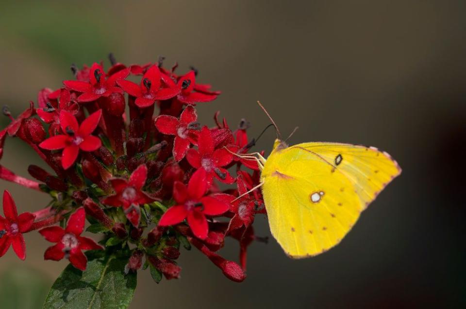 <p><strong>California Dogface Butterfly</strong><br><br>Not sure why they're called dogface, but as the first official state insect, they are a bit of a trendsetter.<br></p>