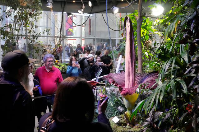 <p>AP Photo/Jeff Chiu</p> Visitors line up to see a corpse flower in bloom