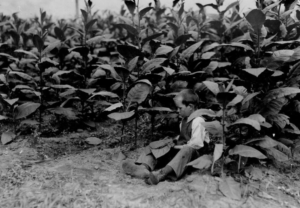 This 9-year-old boy worked as a picker at the American Sumatra Tobacco Company in 1917, before the U.S. government restricted child labor. <a href="https://www.gettyimages.com/detail/news-photo/portrait-of-a-nine-year-old-boy-seated-among-plants-taller-news-photo/1498300352?adppopup=true" rel="nofollow noopener" target="_blank" data-ylk="slk:Hine/Library of Congress/Interim Archives/Getty Image;elm:context_link;itc:0;sec:content-canvas" class="link ">Hine/Library of Congress/Interim Archives/Getty Image</a>