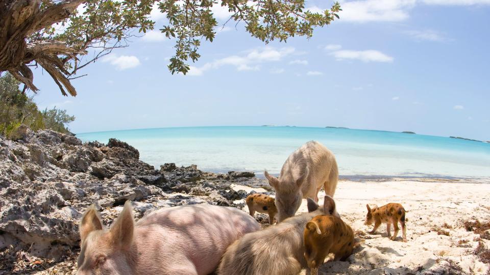 Pigs lazing on the beach on island of Big Major Cay, in the central Bahamas.