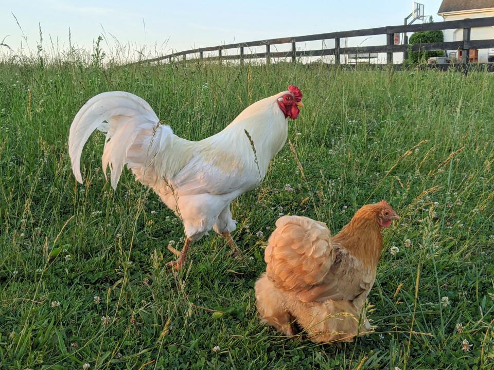 Two chickens grazing in a green grass field.