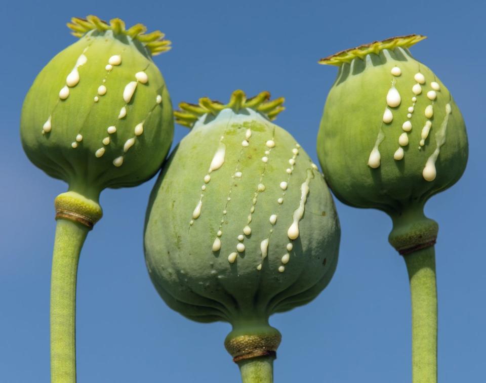 The milky latex of poppy seed pods contains opiates. <a href="https://www.gettyimages.com/detail/photo/opium-poppy-heads-papaver-somniferum-drops-milk-royalty-free-image/1445043432" rel="nofollow noopener" target="_blank" data-ylk="slk:Daniel Prudek/iStock via Getty Images Plus;elm:context_link;itc:0;sec:content-canvas" class="link ">Daniel Prudek/iStock via Getty Images Plus</a>